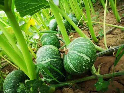 蘭陵長城2020年谷物種植亮點 科技助力豐收，綠色引領(lǐng)發(fā)展