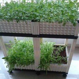 文安縣正達塑料模具制品廠 蔬菜種植箱與谷物種植的創(chuàng)新解決方案
