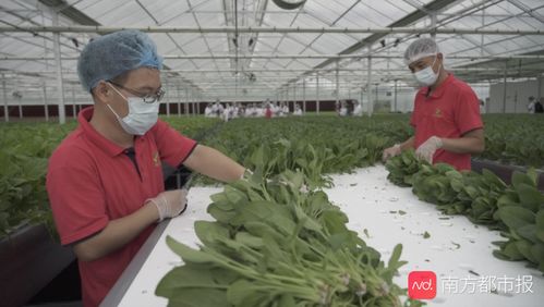 揭秘廣州植物工廠 半升水育一株菜，谷物種植新篇章