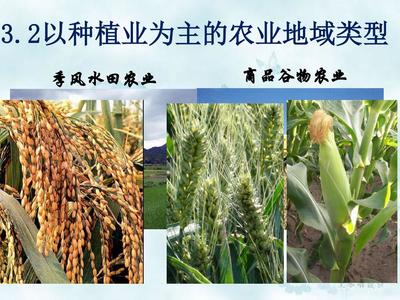 以種植業為主的農業地域類型——谷物種植之美
