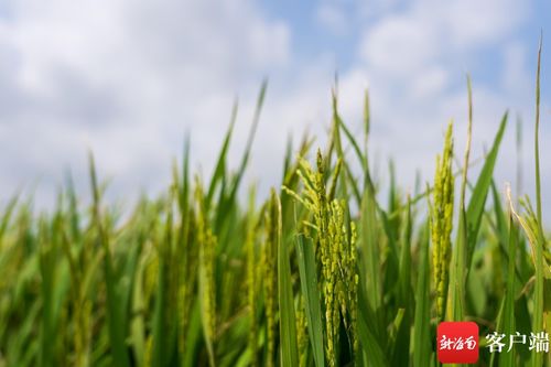 文昌馮坡 特色節仔稻產業引領撂荒地變身豐收良田